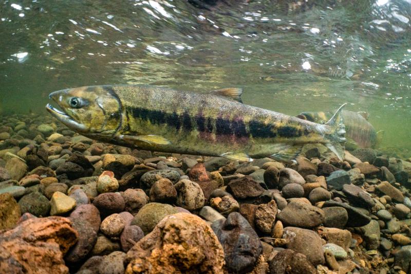 Summer chum salmon. Credit: Adobe Stock